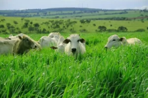 Como calcular a taxa de ocupação na minha fazenda? Foco nas Pastagens explica.