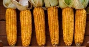 Milho em ritmo de final de ano