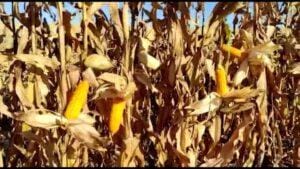 IGP-10 tem maior queda da série histórica em junho, diz FGV (Investing)