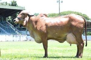 Importação de leite cresce mais de 40% em maio e assusta produtores