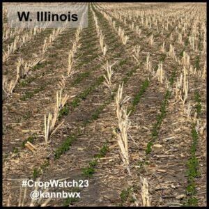 USDA: Clima nos EUA permite nova semana de bom avanço no plantio, mas começa a preocupar para desenvolvimento