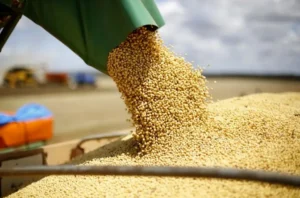 Mercado soja acelera suas baixas em Chicago