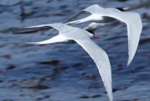 Ministério da Agricultura confirma mais 4 casos de gripe aviária; total no País sobe para 36 (Estadão)