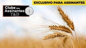 Atenção no manejo da cultura do trigo.