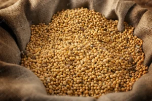 Soja perdeu 10 dólares em Chicago, comenta Vlamir Brandalizze