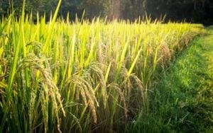 Áreas de arroz do sul do RS estão inundadas, Alexandre Gazzola orienta os produtores