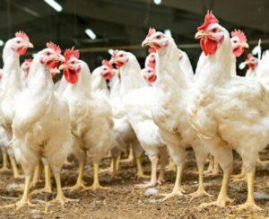 Lituânia relata surto de gripe aviária H5N1 em granja de galinhas poedeiras, diz WOAH