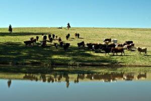Chuvas no RS mataram mais de 29.000 animais
