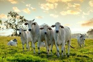 CNA pede a governo ações emergenciais de crédito