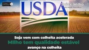 Soja vem com colheita acelerada, milho estável
