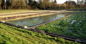 Sulco-camalhão usa inundações das várzeas para aumentar a produtividade nas terras baixas