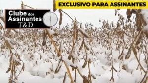 Nevascas nos EUA ajudam Soja em Chicago