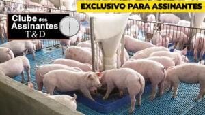 Valdecir Folador, presidente da ACSRS, sobre mercado de suínos no RS