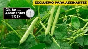 Feijão sumiu e cotação subiu, arroz indo bem