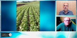 Soja tentando segurar o suporte nos US$ 13