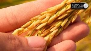 Arroz no melhor momento da história – Feijão iniciando colheita