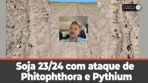Soja 23/24 com ataque de Phitophthora e Pythium na região de Entre Ríos, Argentina.