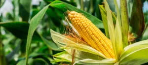 Milho melhora nos portos