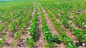 Safra 23/24 de soja não gera expectativa de boa produção em Boa Esperança do Norte, MT