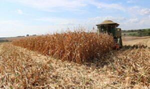 Milho em recuperação em Chicago