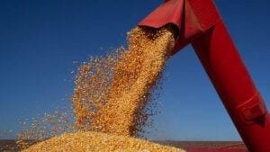Milho mostra indicativos forte nos portos
