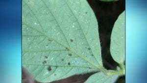 Controle biológico da mosca branca, cigarrinhas e outras pragas