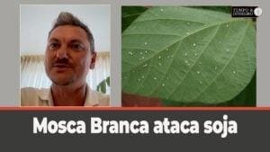 Mosca Branca ataca soja em Tangará da Serra, MT, mostra o Leandro Cunha Candiotto. O que fazer?