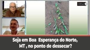 Soja em Boa Esperança do Norte, MT , no ponto de dessecar? Pergunta  Moacir Guarnieri ao professor