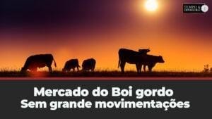 Mercado do boi gordo termina a semana sem grandes movimentações