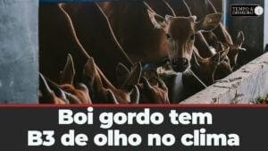 Boi gordo tem cotações em queda na B3 de olho no clima e na disponibilidade de animais terminados