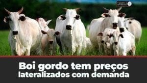 Boi gordo tem preços lateralizados com demanda patinando e pressão da indústria