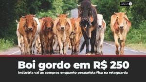 Boi gordo em R$ 250 @ em São Paulo . Indústria vai as compras enquanto pecuarista fica na retaguarda