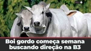 Boi gordo começa semana buscando direção de preços na B3 e estabilidade no mercado físico.
