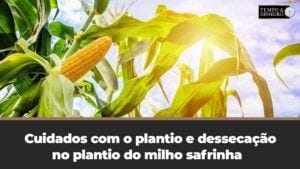 Cuidados especiais com o Plantio e dessecação do plantio de milho safrinha – Dr Alexandre Gazolla