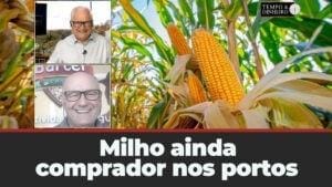 Milho ainda comprador nos portos