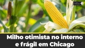 Milho otimista no interno e frágil em Chicago
