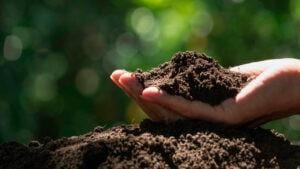 Investir em qualidade de solo é fundamental comenta o professor Antônio Luiz de Santi