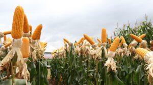 Milho começa perder Cavalinho Encilhado. Arroz segue no Topo. Feijão mantem cotação forte e demanda.