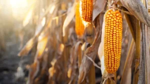 Milho dando boas oportunidades