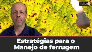 Estratégias para o manejo de ferrugem