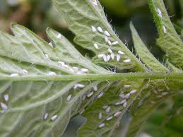 Mosca branca, Acompanhe entrevista com Alexandre Gazolla e Bruno Arroyo, da Agrobiológica