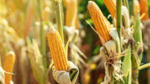 Milho ganha espaço para alta em novembro: o quê pode impulsionar os preços?