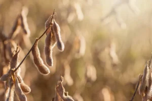 Soja tentando segurar novas baixas