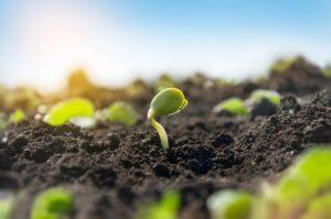 Soja tenta limitar baixas