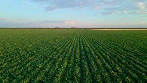 Soja cai em dia de projeções para o USDA