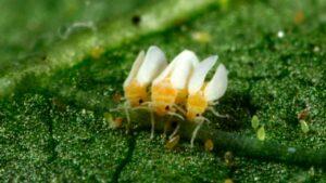 Soja e milho tem pressão de pragas como mosca branca, cigarrinhas e percevejos