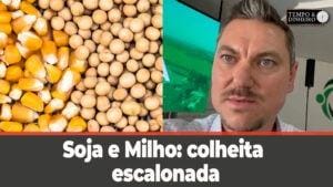 Soja e Milho: colheita escalonada e o manejo adequado evitam prejuízos aos agricultores