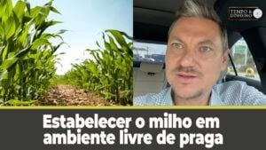 Estabelecer o milho em ambiente livre de pragas com atenção especial ao manejo final da soja