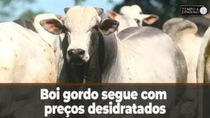 Boi gordo segue com preços desidratados e reposição com baixa demanda