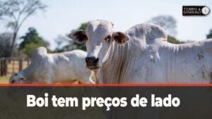 Boi tem preços de lado observando entrada de fêmeas nas escalas de abate e escoamento lento